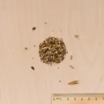 Pour nos animaux - Mélange de fleurs pour Cochons d'Inde - MEDIA_3D